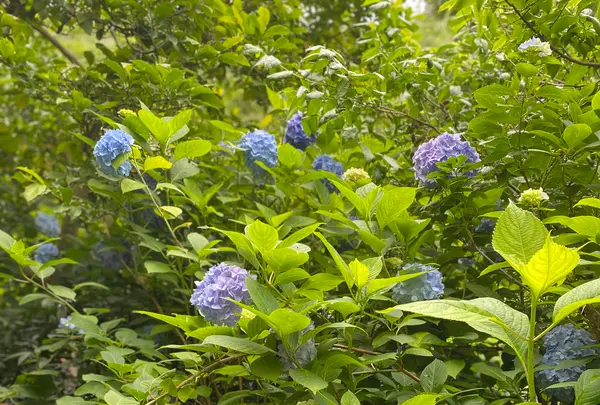 明月院（あじさい寺）の写真・動画_image_614312