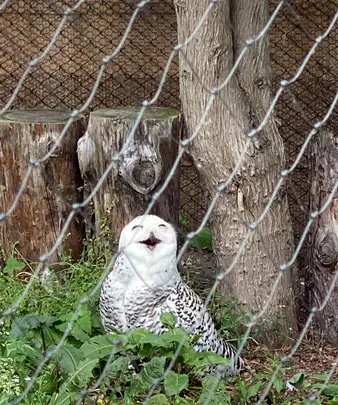 旭川市 旭山動物園の写真・動画_image_616029