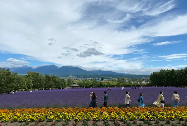 ファーム富田の写真・動画_image_616037