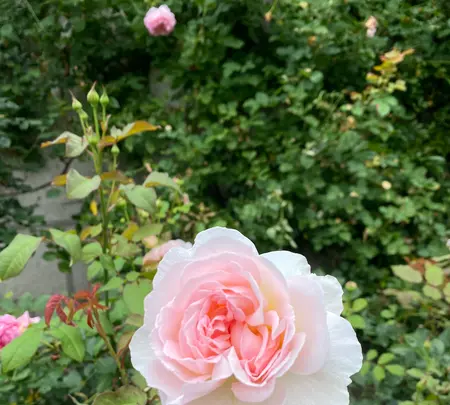 神戸布引ハーブ園の写真・動画_image_616179