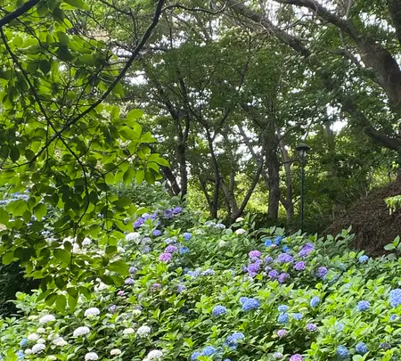 神戸布引ハーブ園の写真・動画_image_616180