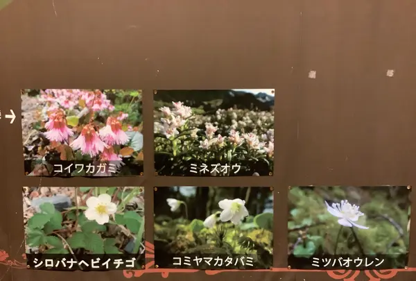 北八ヶ岳ロープウェイの写真・動画_image_617942