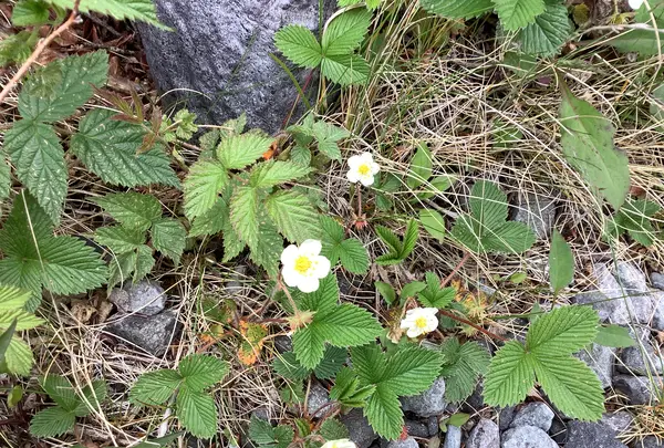 北八ヶ岳ロープウェイの写真・動画_image_617943