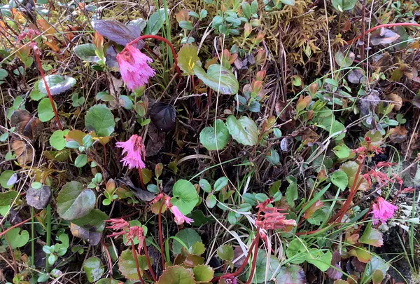 北八ヶ岳ロープウェイの写真・動画_image_617945