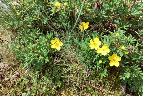 北八ヶ岳ロープウェイの写真・動画_image_617946