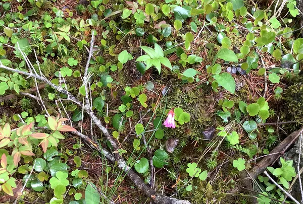 北八ヶ岳ロープウェイの写真・動画_image_617947