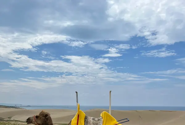らくだやの写真・動画_image_618256