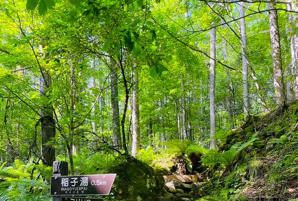 稲子湯唐沢橋 登山口の写真・動画_image_619339