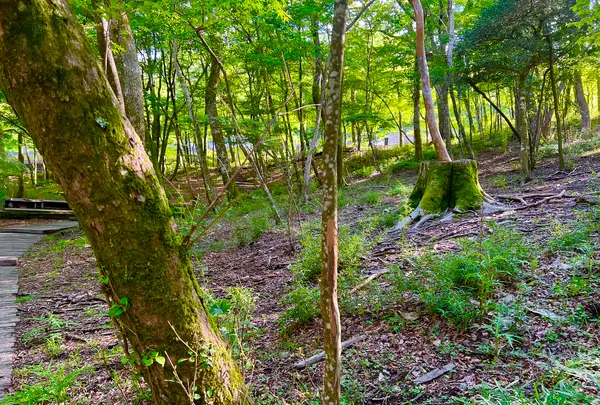 ポーラ美術館の写真・動画_image_620601