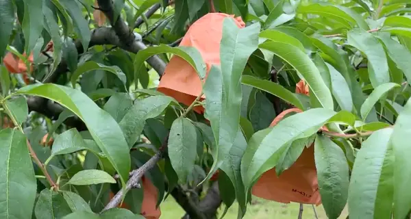 桃茂実苑観光農園の写真・動画_image_620917