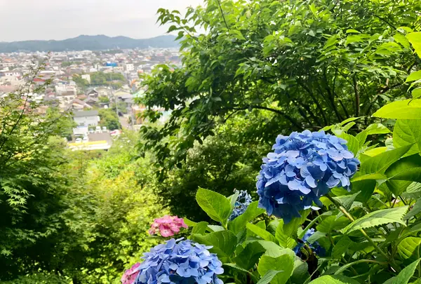 長谷寺の写真・動画_image_621901