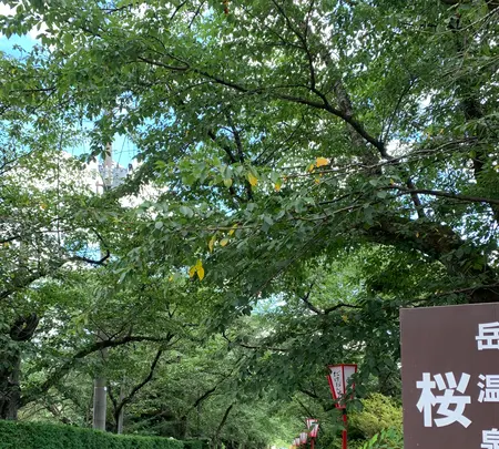 岳温泉 桜坂の写真・動画_image_622147