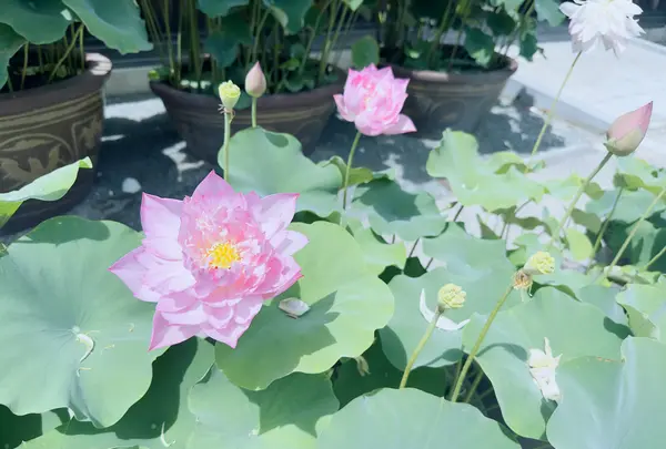 豊川閣妙嚴寺（豊川稲荷）本殿の写真・動画_image_622439