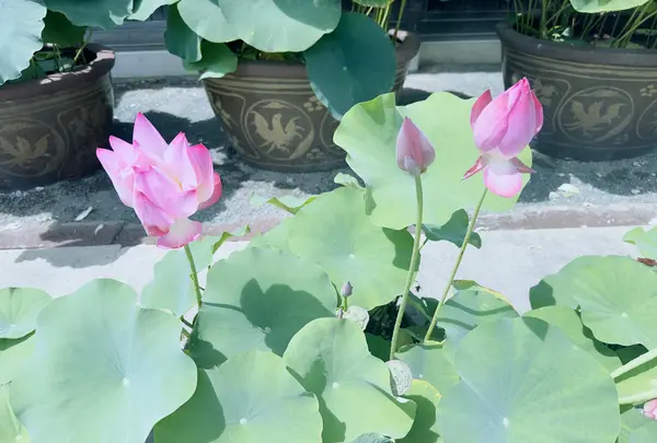 豊川閣妙嚴寺（豊川稲荷）本殿の写真・動画_image_622440