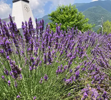 大石公園の写真・動画_image_622501
