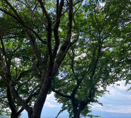 カフェ、ラ・ボエームmimiの写真・動画_image_622504