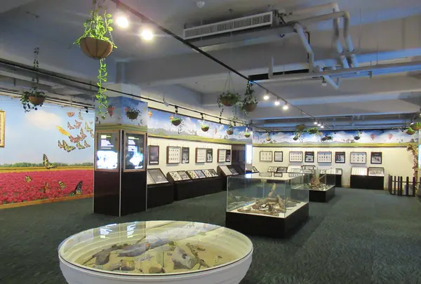 綺麗胡蝶芸術館の写真・動画_image_623629