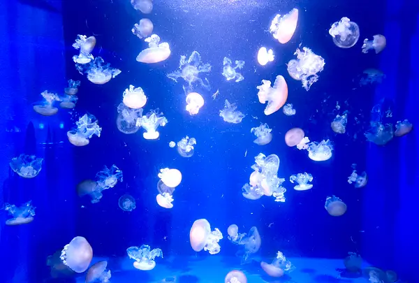 新江ノ島水族館の写真・動画_image_625646