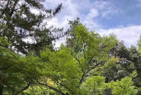 紅葉谷駅の写真・動画_image_626077