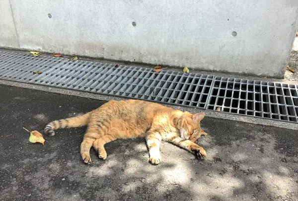 地中美術館の写真・動画_image_630008