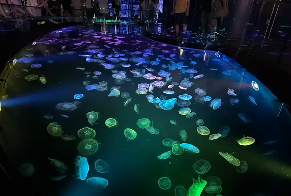 すみだ水族館の写真・動画_image_630823