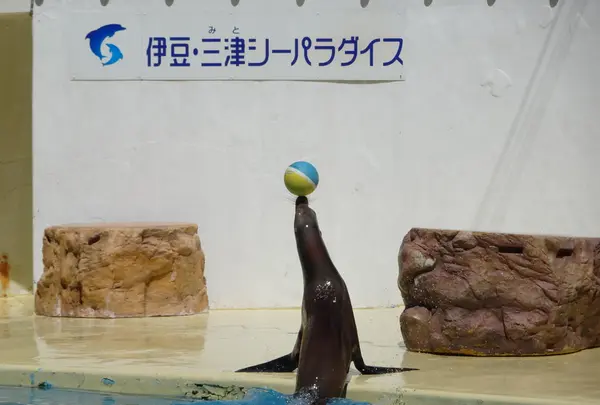 伊豆・三津シーパラダイスの写真・動画_image_630955