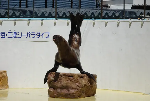 伊豆・三津シーパラダイスの写真・動画_image_630957