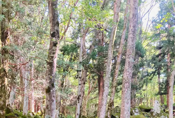 五百羅漢の写真・動画_image_631962