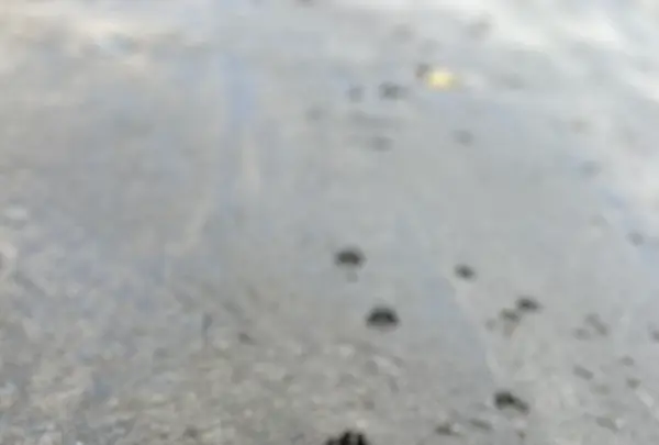 礼文華海浜公園キャンプ場の写真・動画_image_633757