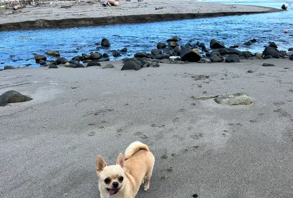礼文華海浜公園キャンプ場の写真・動画_image_633759