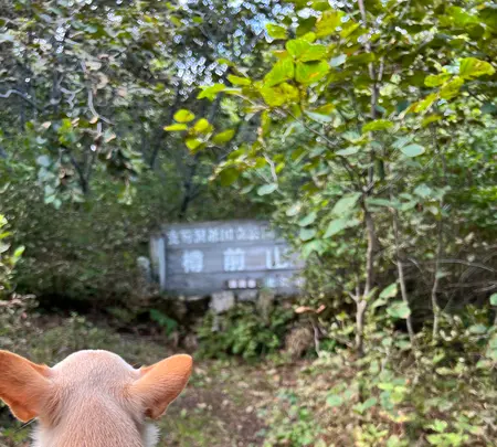 樽前山の写真・動画_image_633760