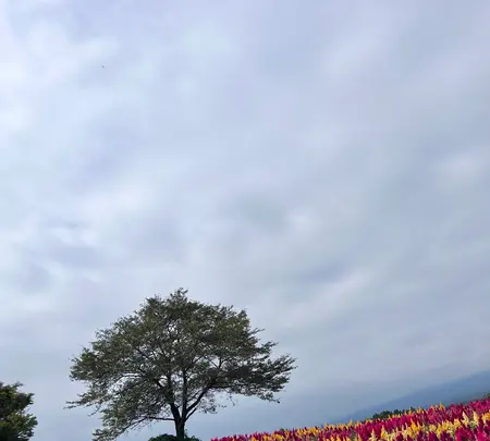 那須フラワーワールドの写真・動画_image_633847