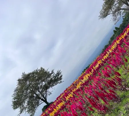 那須フラワーワールドの写真・動画_image_633849