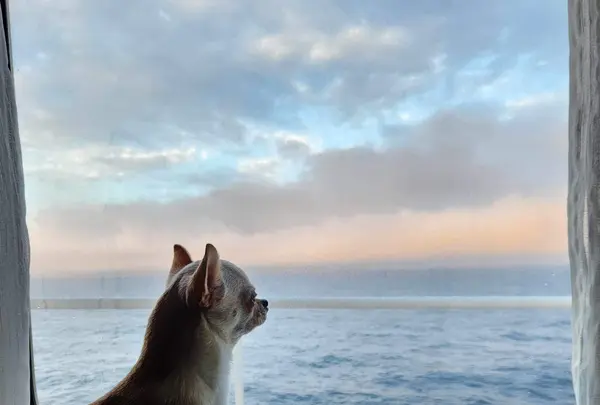 苫小牧フェリーターミナルの写真・動画_image_634704