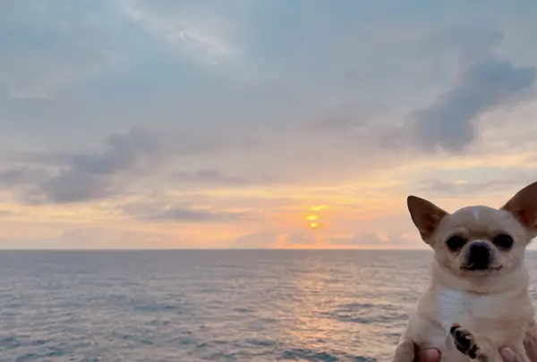 苫小牧フェリーターミナルの写真・動画_image_634705