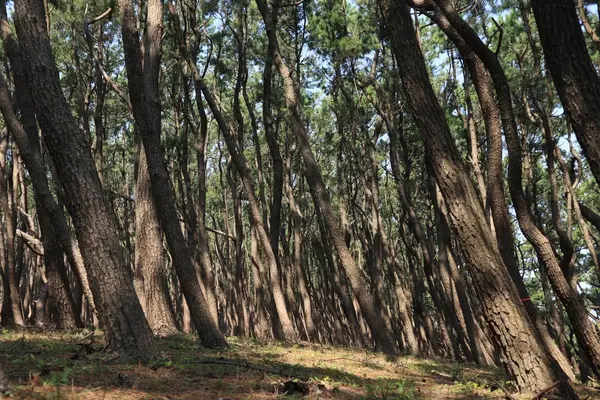 虹の松原の写真・動画_image_636127