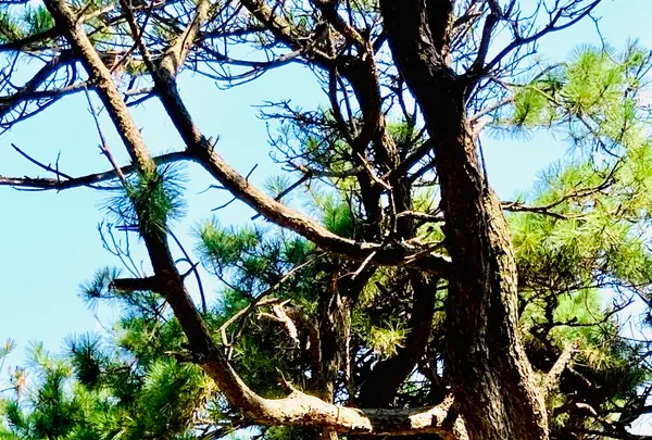 虹の松原の写真・動画_image_636128