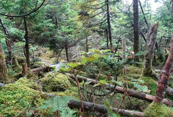 坪庭の写真・動画_image_638171