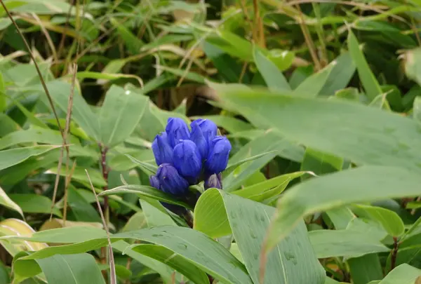 坪庭の写真・動画_image_638172