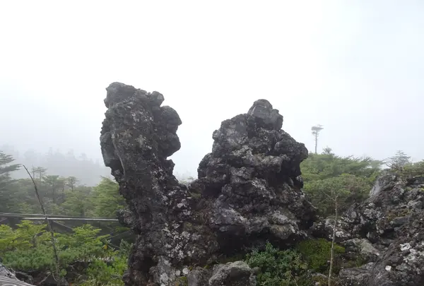 坪庭の写真・動画_image_638173