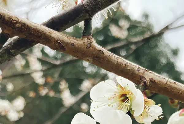 御船が丘梅林の写真・動画_image_639216