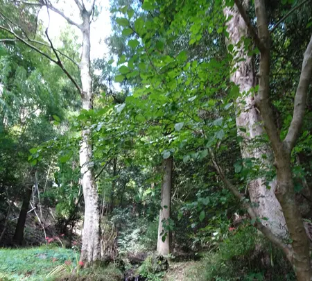 ちょろり七滝の写真・動画_image_639312