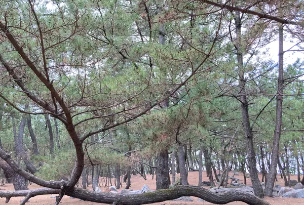 虹の松原の写真・動画_image_639593