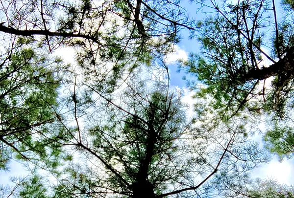 虹の松原の写真・動画_image_639601