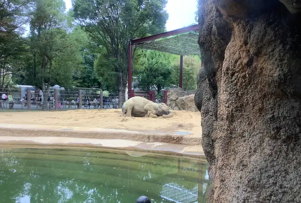 上野動物園の写真・動画_image_642775