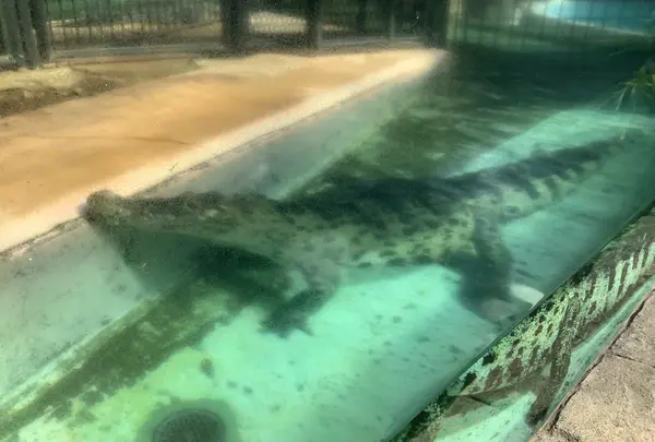 熱川バナナワニ園の写真・動画_image_642888