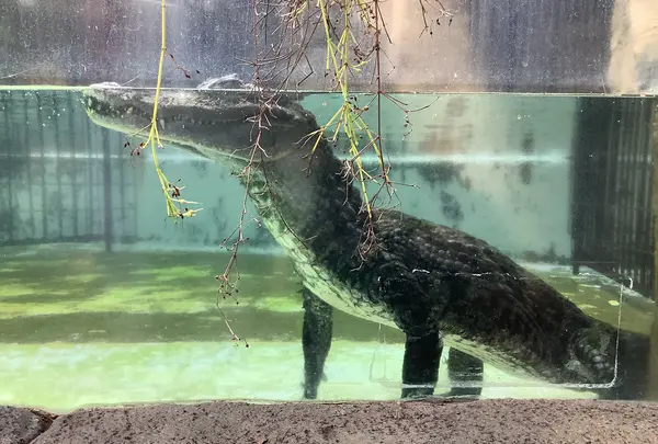 熱川バナナワニ園の写真・動画_image_642889