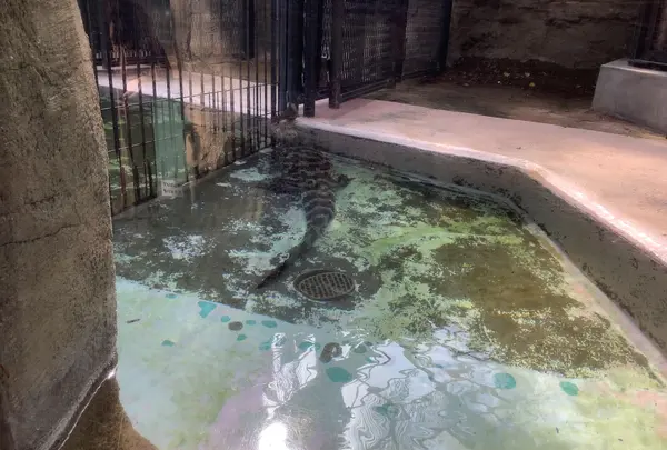 熱川バナナワニ園の写真・動画_image_642891