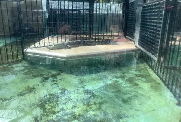 熱川バナナワニ園の写真・動画_image_642893