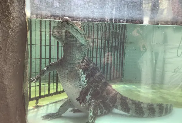 熱川バナナワニ園の写真・動画_image_642894